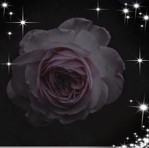 Meet your Posher, Hanife